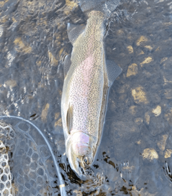 Rainbow rout Fishing on a Fly Rod